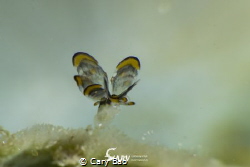 The super tiny tiger butterfly, I have to choose to use M... by Cary Bao 